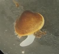 Sphaerium sp