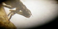 Aeshnidae