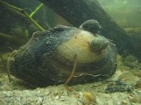 Unionidae
