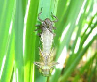Libellula quadrimaculata